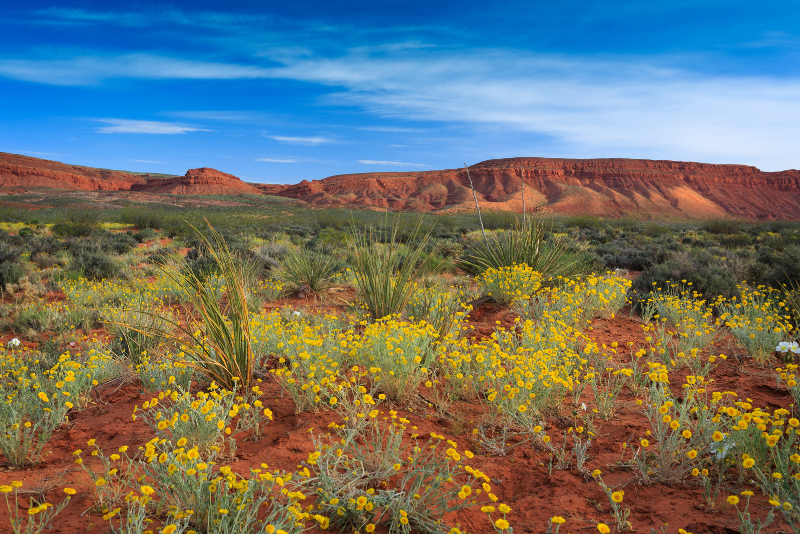 Tagesausflüge von Las Vegas zum Red Cliffs National Conservation Area