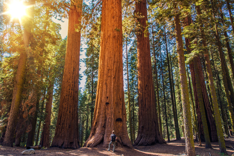 sequoia national park tour from san francisco