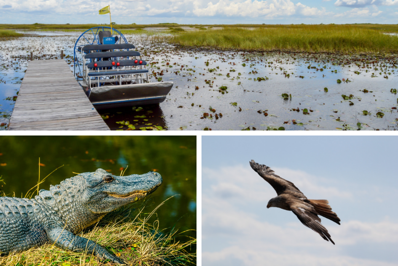 Everglades Family Adventure Tour desde Greater Fort Myers / Naples Area