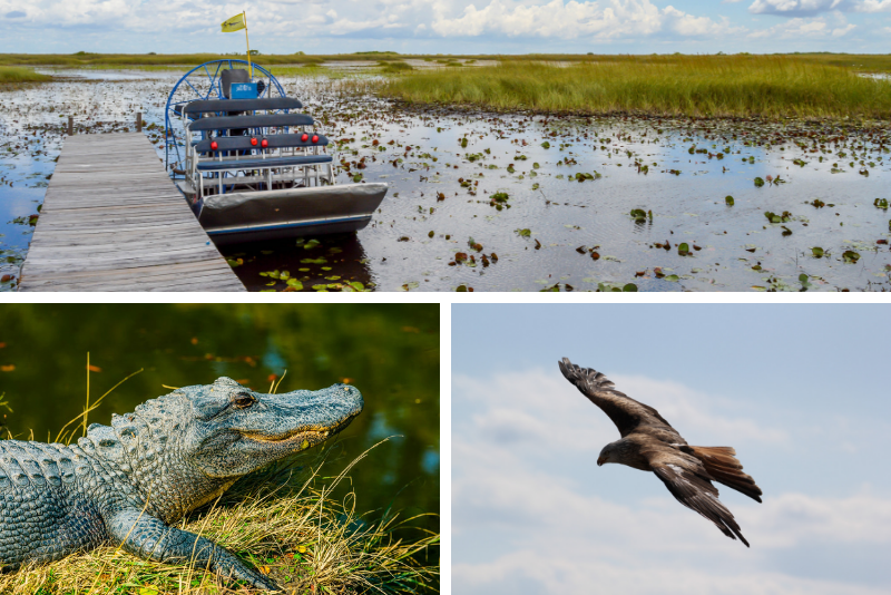 Everglades Family Adventure Tour de la région de Fort Myers / Naples