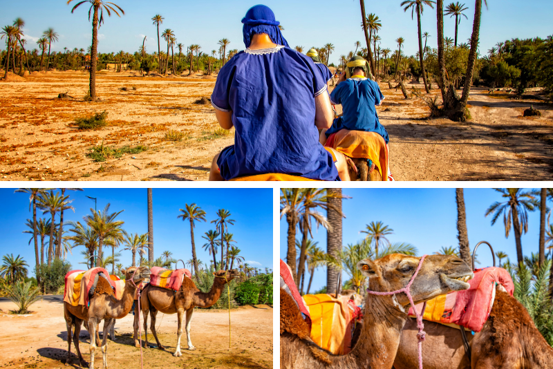 Marrakech Rock Desert y Palm Grove Camel Ride con té