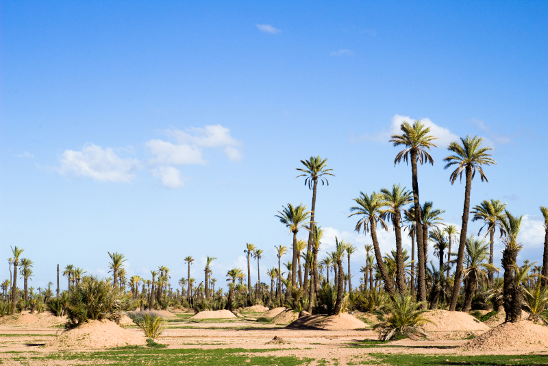 Tagesausflüge nach Palm Groves ab Marrakesch