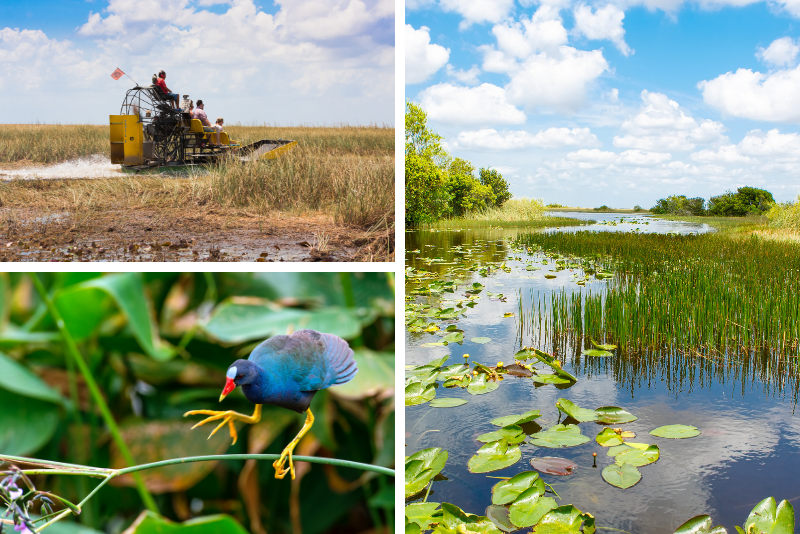 Private Tour: Everglades Sightseeing im Big Cypress National Preserve