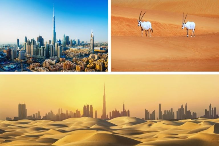 22 Best Dubai Desert Safari - TourScanner