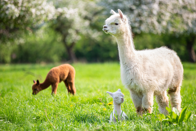 Alpaca World