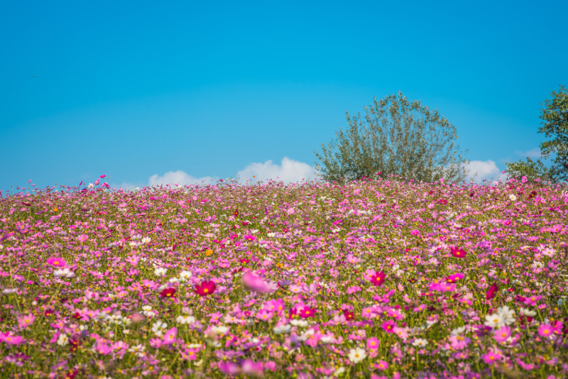 Anseong Farm Land