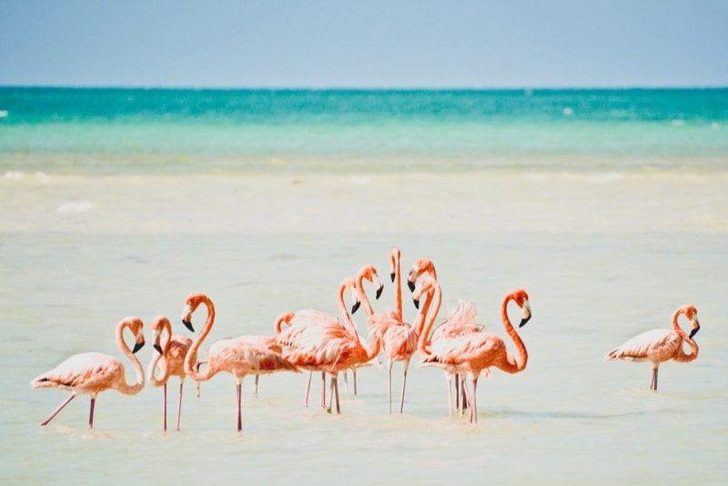 Isla Holbox - Excursions à Cancun