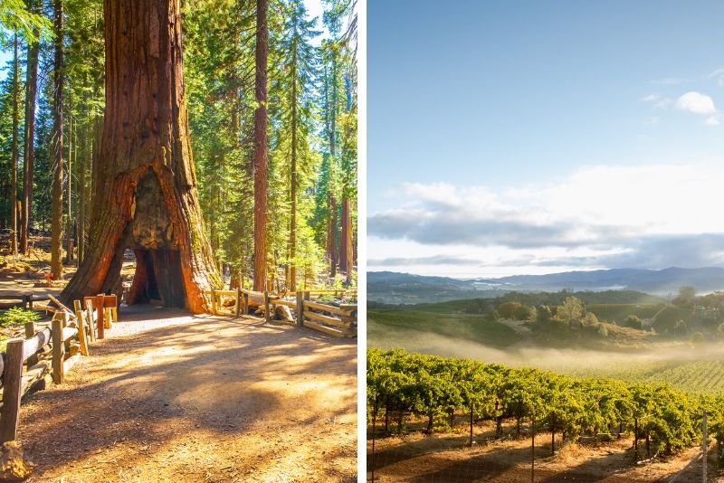 San Francisco Super Saver: Muir Woods & Wine Country