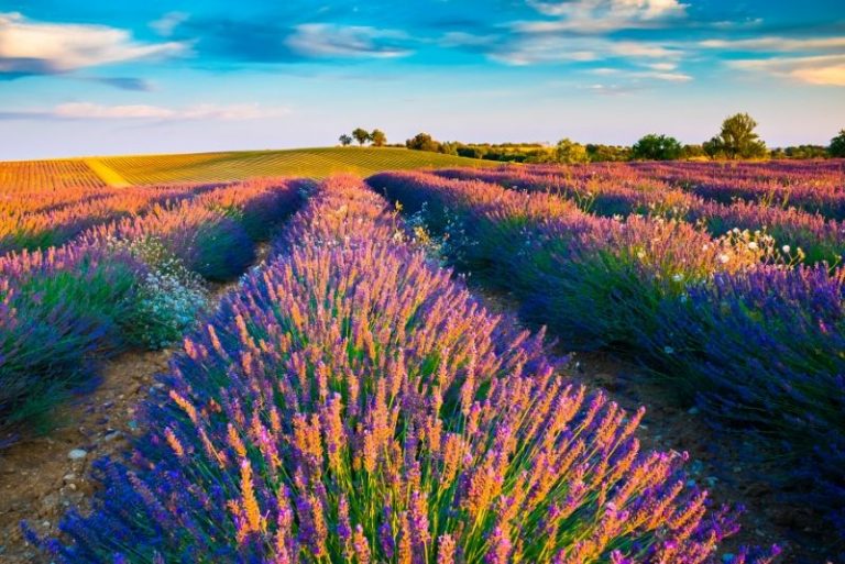 22 Best Day Trips from Marseille - Lavender Fields, Calanques ...