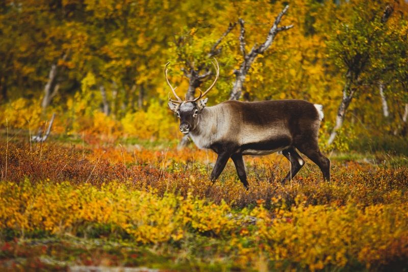 Parque Nacional Abisko, Suecia