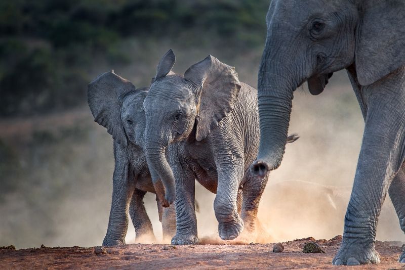 Addo Elephant National Park, South Africa - best national parks in the world