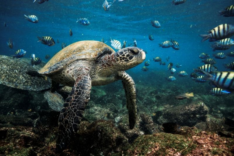 Galapagos National Park, Ecuador - best national parks in the world