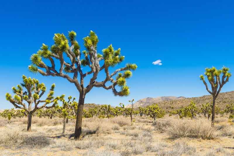 Joshua Tree National Park, United States of America - best national parks in the world