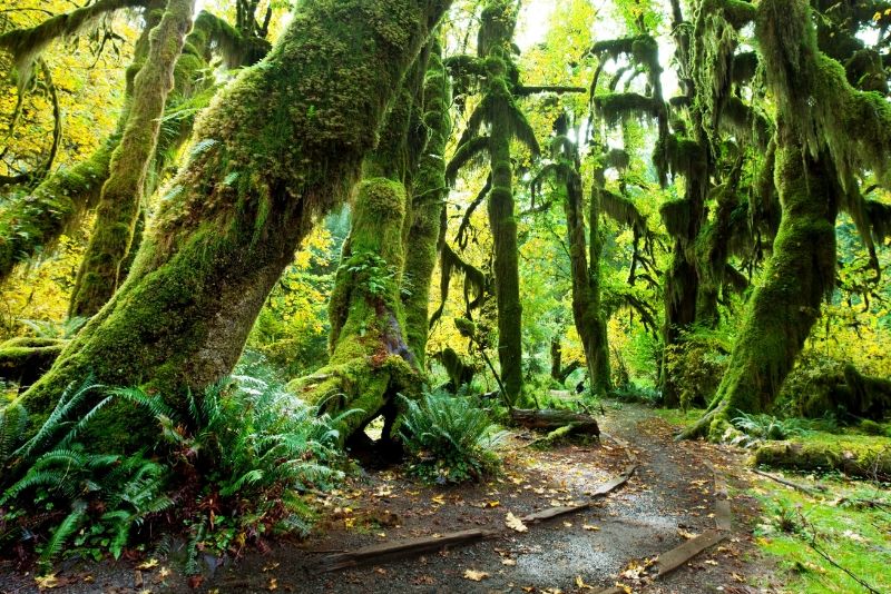 Olympic National Park, United States of America - best national parks in the world