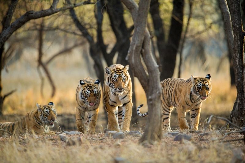 Ranthambore National Park, India - best national parks in the world