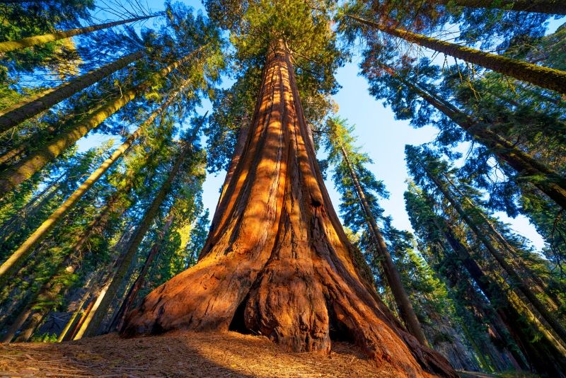 Sequoia National Park, United States of America - best national parks in the world