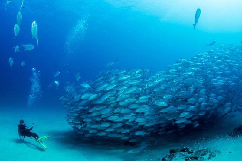 marine sanctuaries and ocean habitats