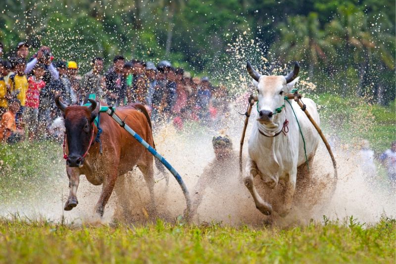 carreras de búfalos de agua