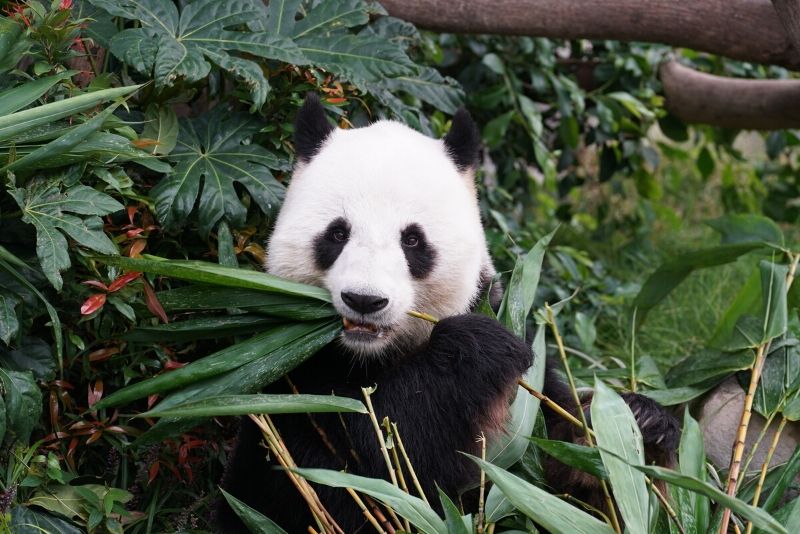 zoo live cam