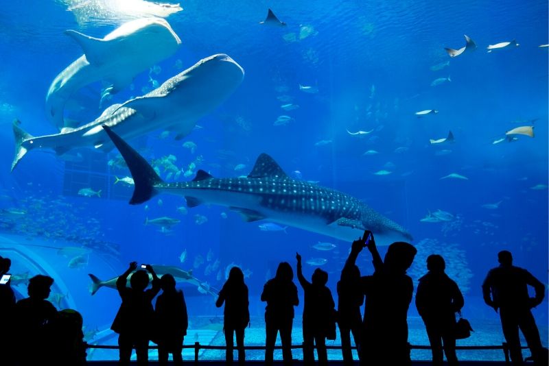50 best aquariums in the world