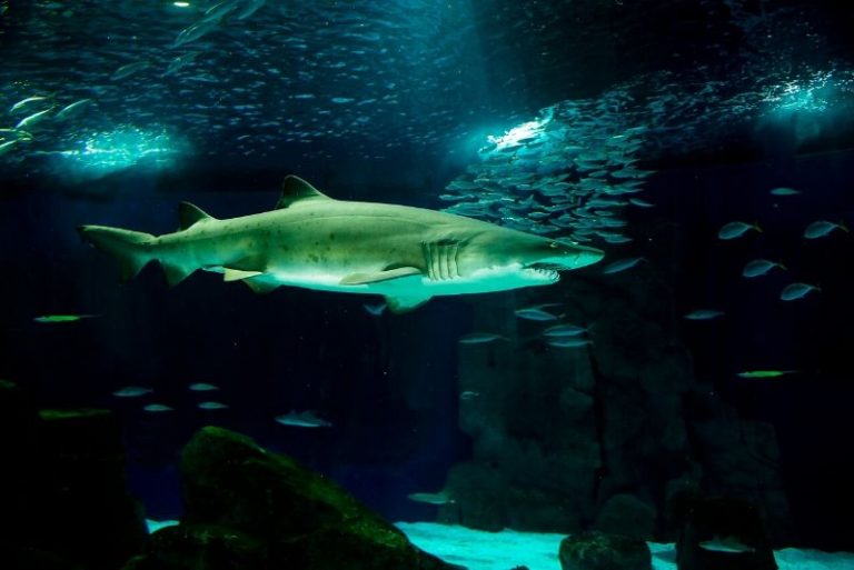 50 Best Aquariums in the World