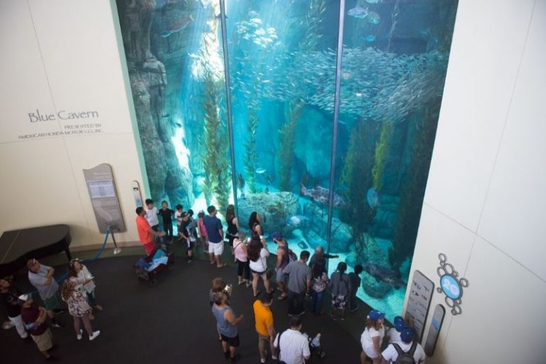 50 Best Aquariums in the World 2024 TourScanner