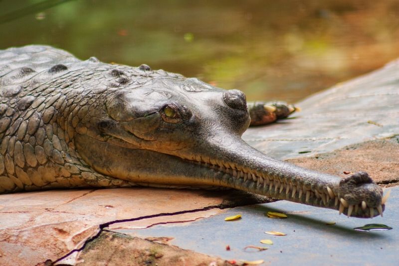 Arignar Anna Zoological Park, India