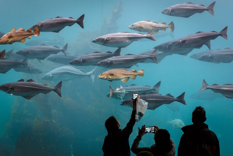 Atlantic Sea Park, Norway - #42 best aquariums in the world