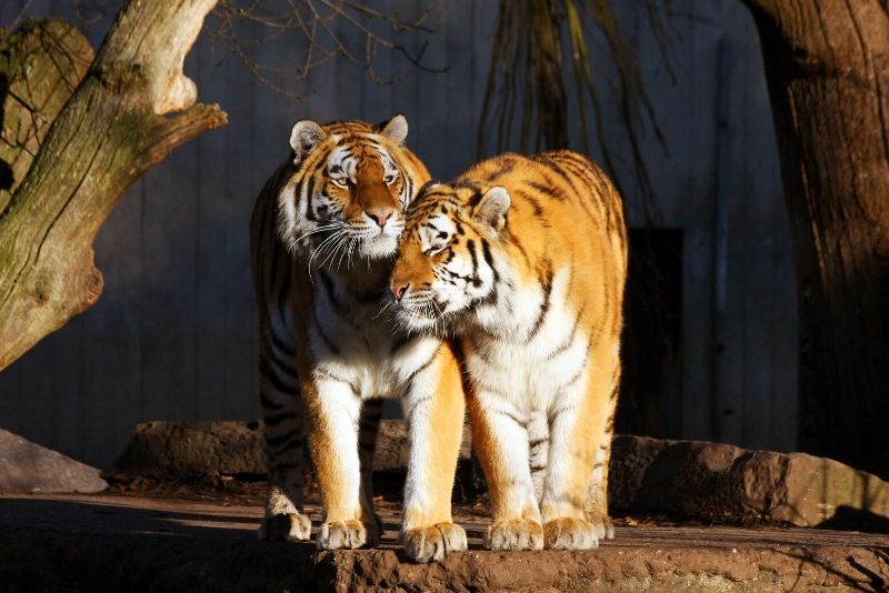 Copenhagen Zoo, Denmark