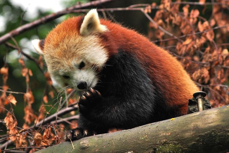 Dublin Zoo, UK