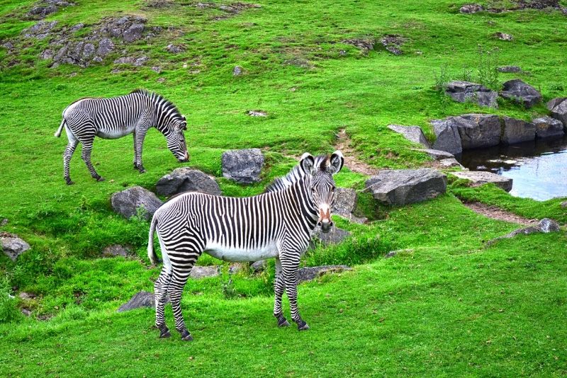 Edinburgh Zoo, UK