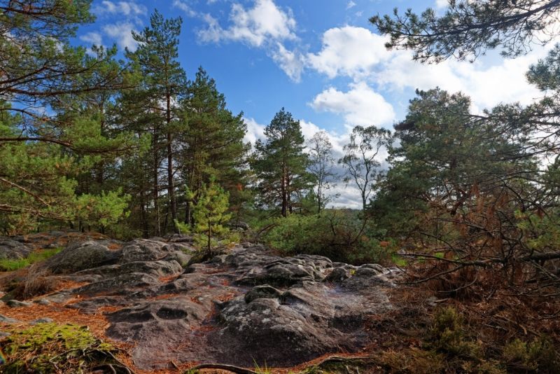 Sorties autour de Paris à la forêt de Fontainebleau