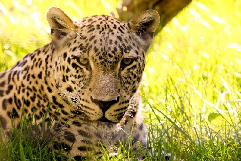 Gramado Zoo, Brazil