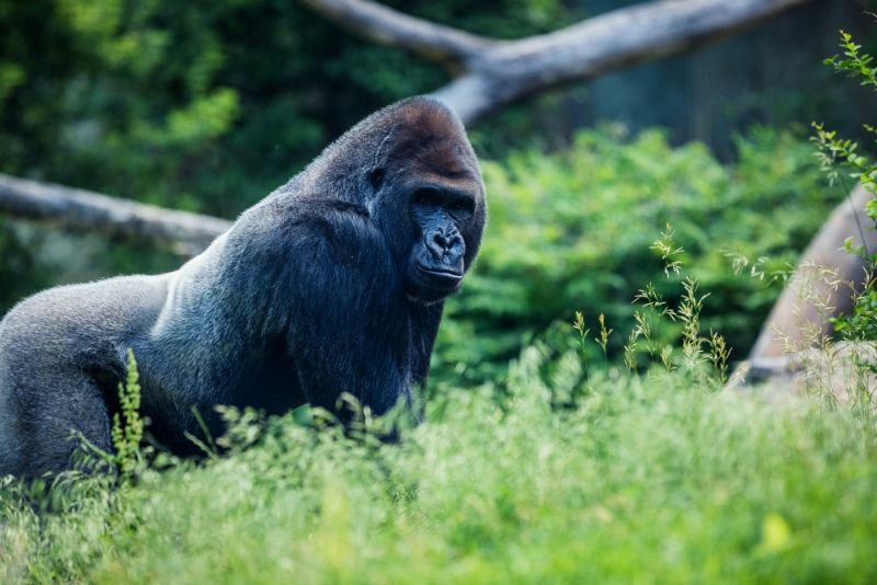 Henry Doorly Zoo, USA