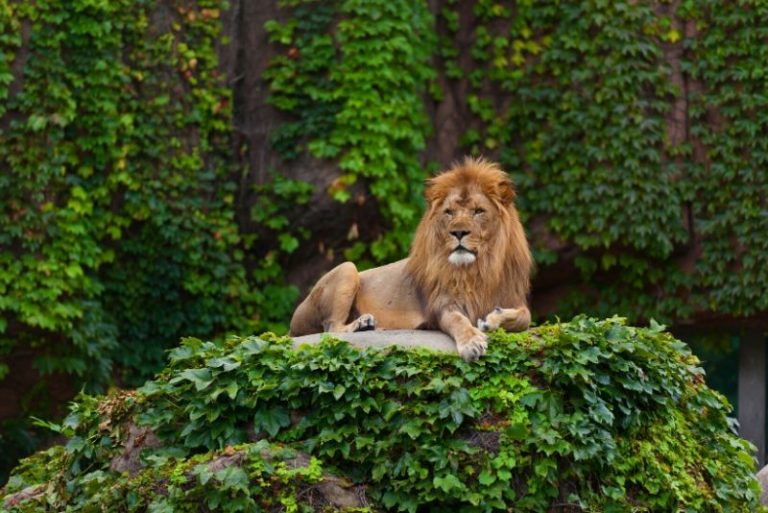 50 Best Zoos In The World 2023 - TourScanner