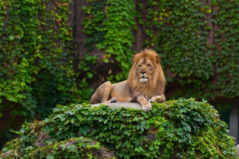 Lincoln Park Zoo, USA