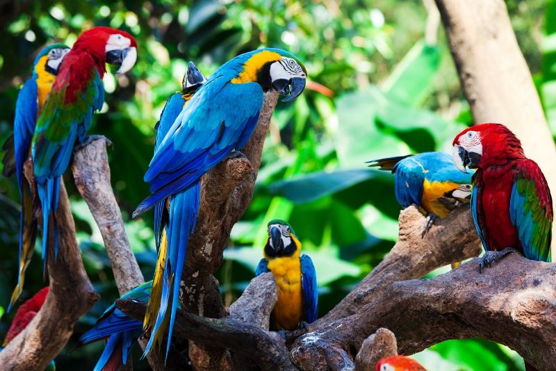 Loro Parque, Spain