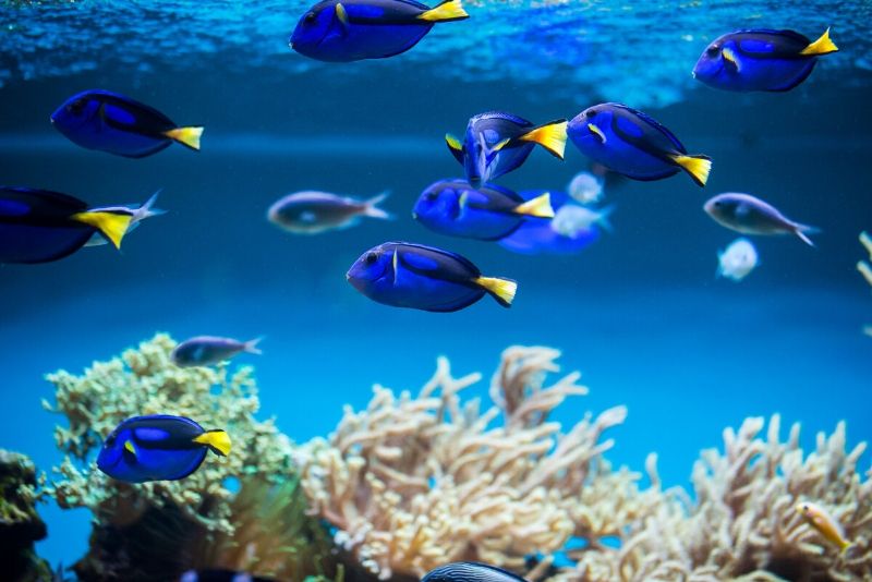 50 Best Aquariums in the World 2024 - TourScanner