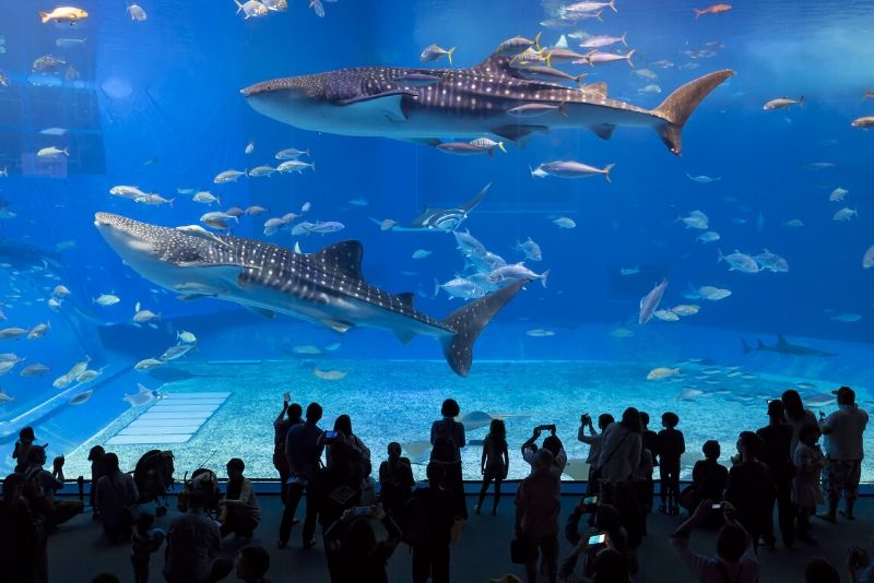 Beautiful Aquariums