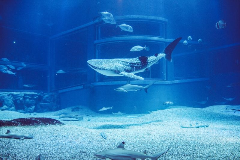 10 Largest Aquariums in the World (+Photos) - Touropia