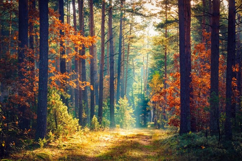 la forêt de Saint-Germain-en-Laye