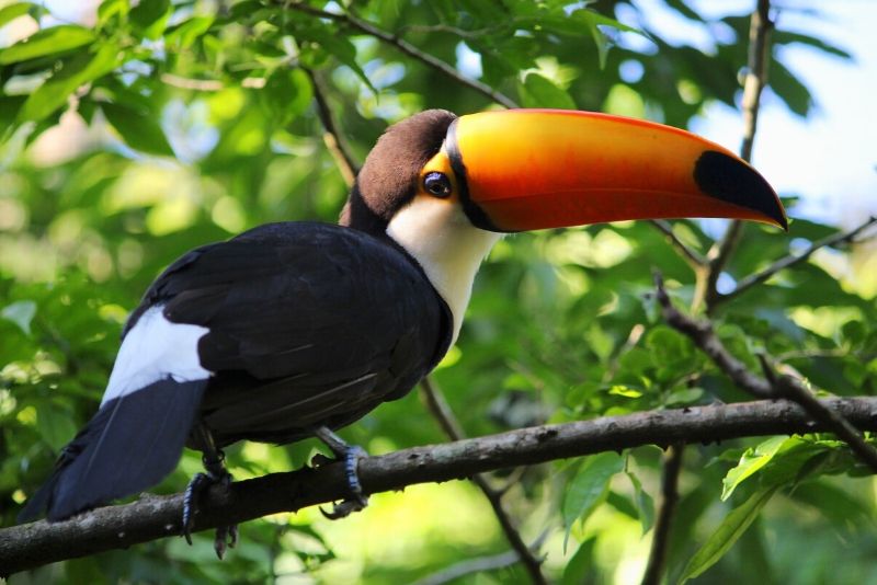 Parque das Aves, Brazil