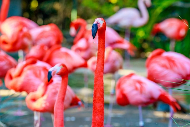 bronx zoo s:3 e:5 weird birds that are black