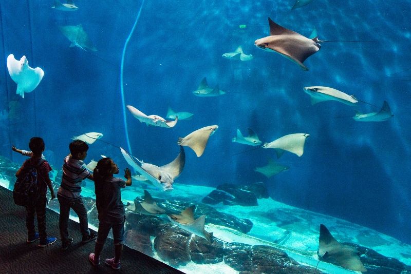 50 Best Aquariums in the World 2024 - TourScanner