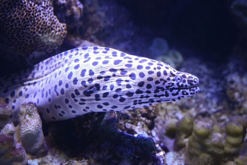 Shedd Aquarium, United States - #30 best aquariums in the world