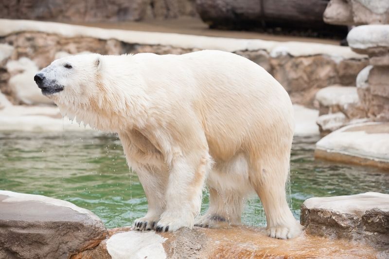 St. Louis Zoo, USA