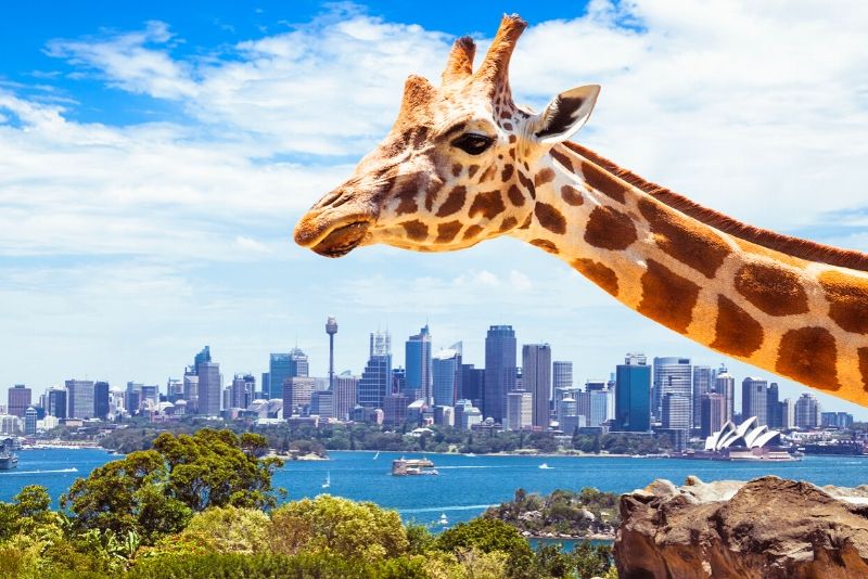 Taronga Zoo Sydney, Australia