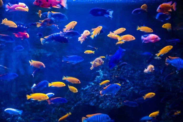 50 Best Aquariums in the World 2023 TourScanner