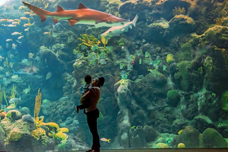 The Florida Aquarium, Tampa - #13 best aquariums in the world
