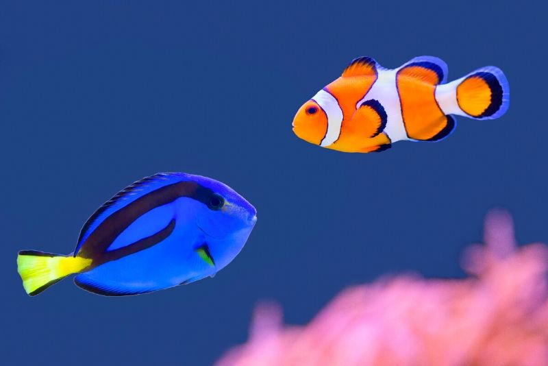 The Seas with Nemo & Friends, United States - #43 best aquariums in the world